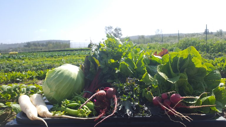 Choose your veggies with our CSA (Community Supported Agriculture) - Pixca
