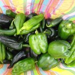 variety of green peppers grown at our local CSA in San Diego