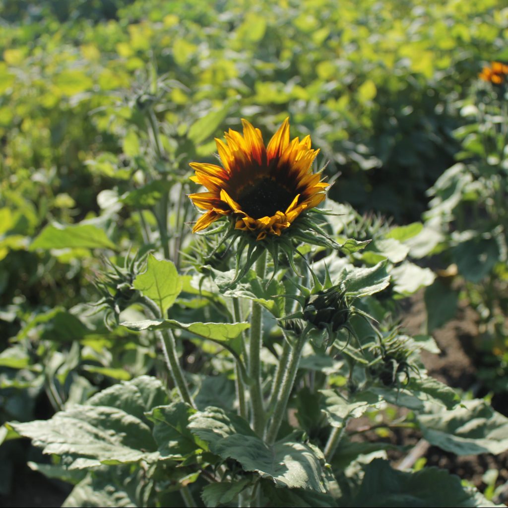 Sunflower starting - Pixca Farm in The San Diego South Bay Region