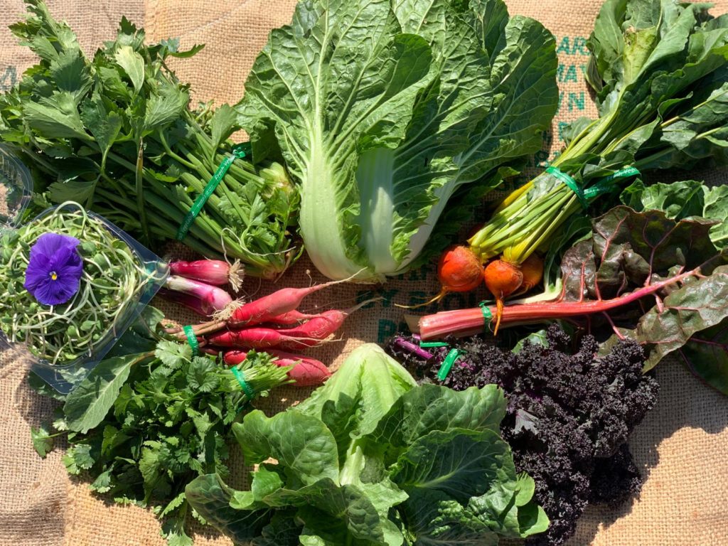 CSA variety of vegetables from Pixca Farm in The San Diego South Bay Region