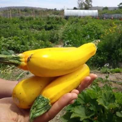 Yellow Squash grown at our local CSA in San Diego