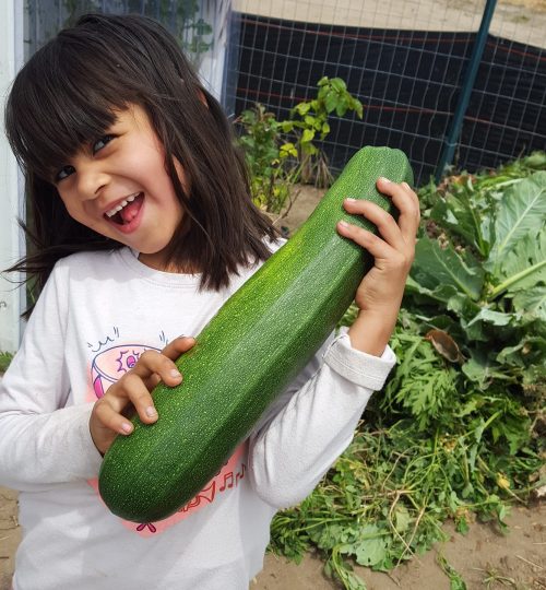 Big Zucchini - Pixca Farm in The San Diego South Bay Region